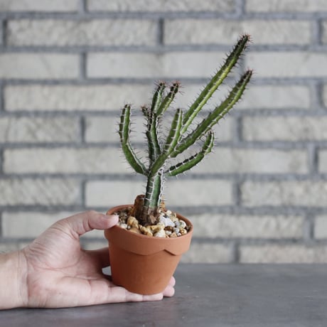 Euphorbia griseola × YAMABACHI (3号)  no.913/67