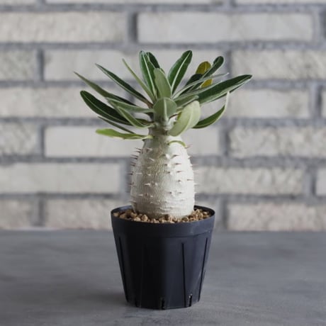 Pachypodium cactipes (3号鉢)  no.705/117