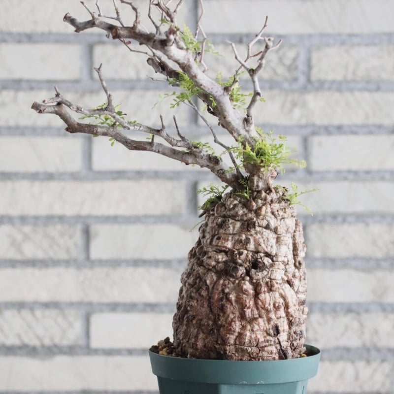 Operculicarya pachypus (4.5号鉢) no.705/150 | 芽の巣山