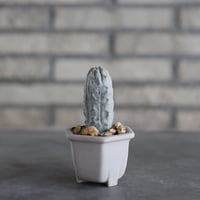 Euphorbia abdelkuri  × nos pot (2.5号)  no.927/87