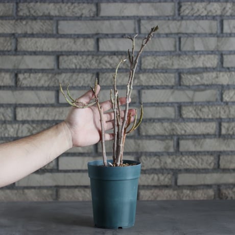 Euphorbia platyclada (4号)  no.719/138