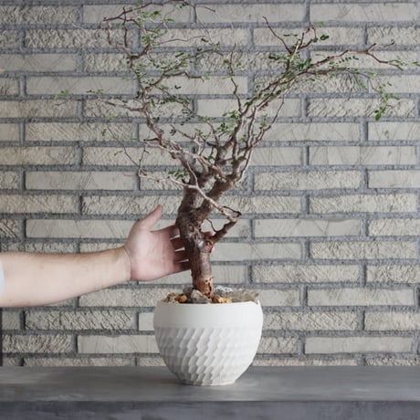 Commiphora monstrosa × N/OH (6号鉢)  no.712/1