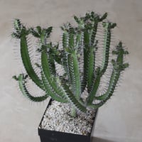 【tres】Euphorbia inarticulata (4.5号)  no.816/42