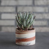 Aloe erinacea × N/OH (3号)  no.920/22