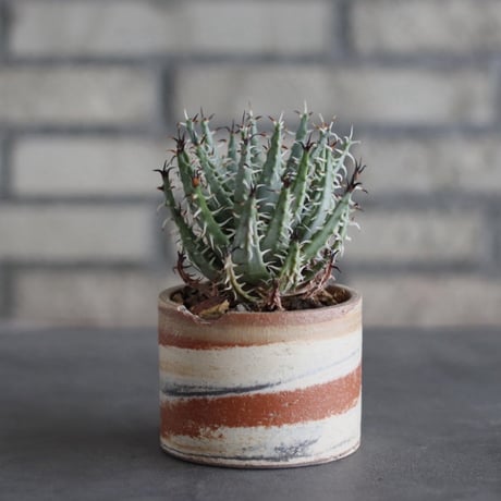 Aloe erinacea × N/OH (3号)  no.920/22