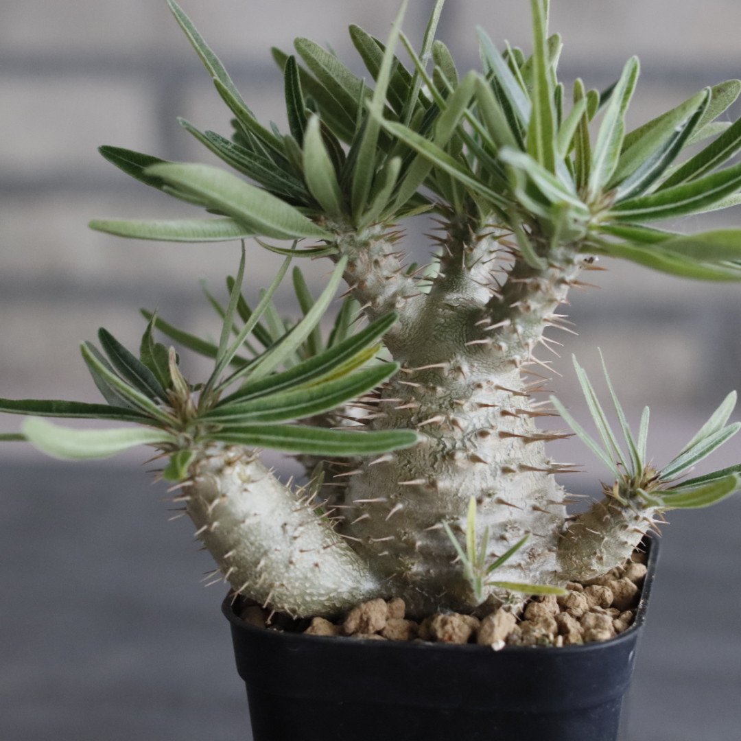 パキポディウム グラキリス Pachypodium gracilius ③ Pachypodium gracilius (3号鉢) no.705/115 | 芽の巣山