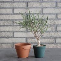 Euphorbia hyb. ワリンゴッド (2.5号) ＋YAMABACHI  no.830/10