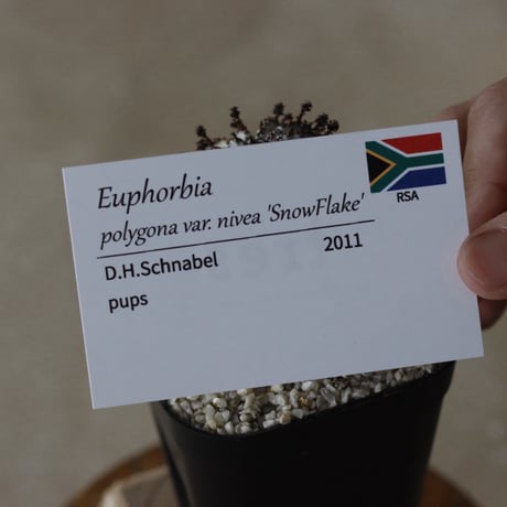 【tres】Euphorbia polygona var. nivea 'SnowFlake' (3号)  no.816/22