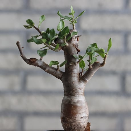 Bursera schlectendalii (3号鉢)  no.705/99