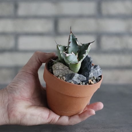 Agave sp. No.1 × YAMABACHI (3号)  no.906/50