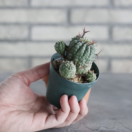 Euphorbia stellispina (2.5号) ＋YAMABACHI  no.830/24