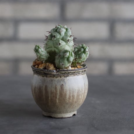 【芽の巣山】Ortegocactus macdougallii × 安西岳郎 / 中川智治 (2.5号)  no.823/41