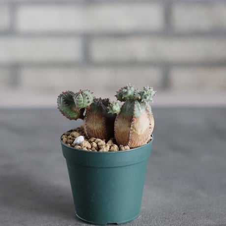 Euphorbia obesa (2.5号鉢)  no.719/167