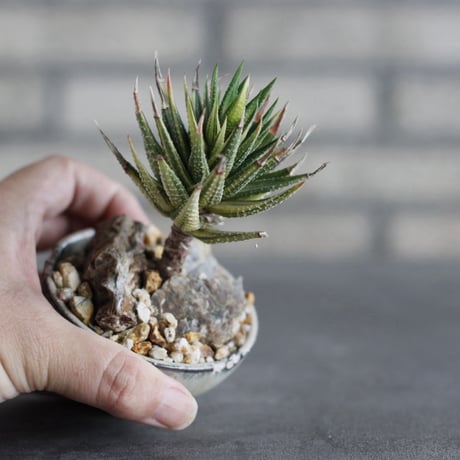 【芽の巣山】Haworthia (鼓笛錦) × 安西岳郎 / 中川智治 (2.5号)  no.823/43