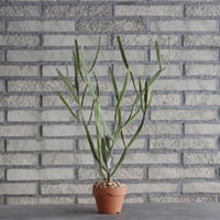 Euphorbia  enterophora × YAMABACHI (3号) no.1004/111