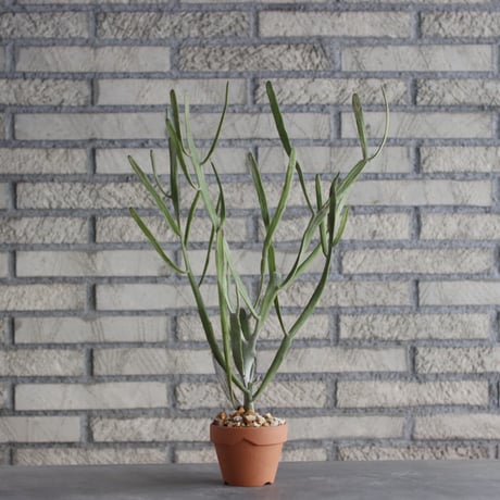 Euphorbia  enterophora × YAMABACHI (3号) no.1004/111