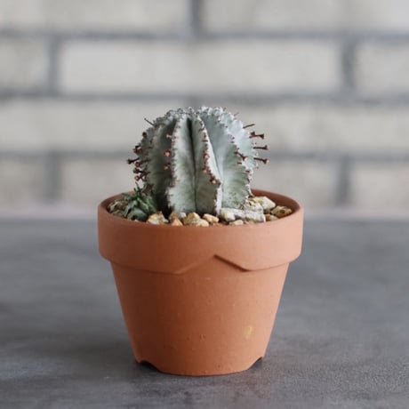 Euphorbia horrida × YAMABACHI (3号)  no.913/79