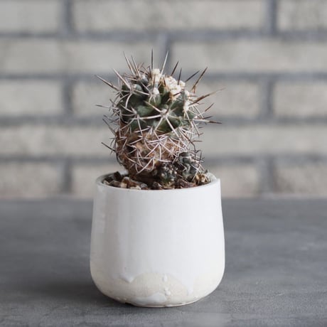 Copiapoa carrizalensis × N/OH (3号)  no.1004/96