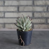 Aloe melanacantha ssp. var. erinacea (3号鉢)  no.719/154