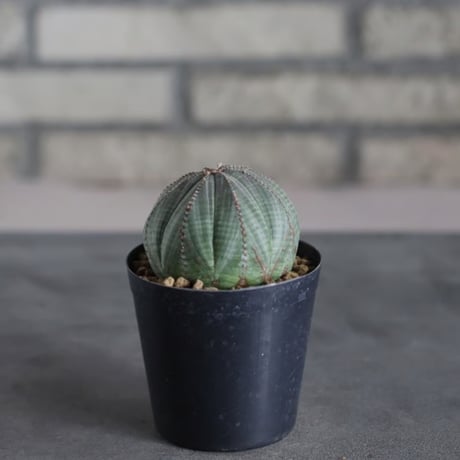 Euphorbia obesa (3号鉢)  no.719/159