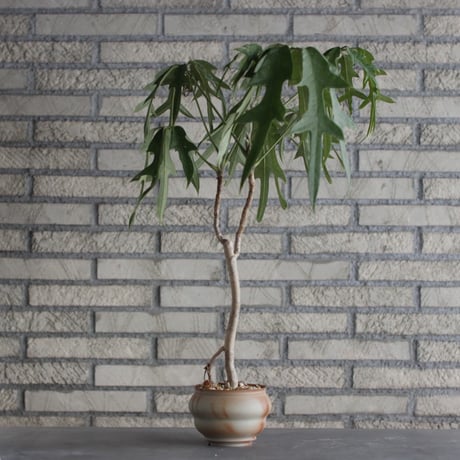 Schefflera actinophylla cv. Nova × TAKERO NO TORUKO (4号)  no.920/27