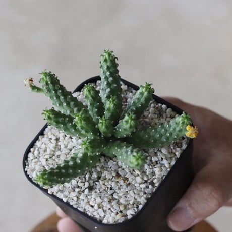 【tres】Euphorbia huttoniae (3号)  no.816/26