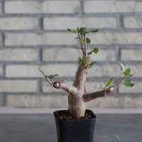 Bursera schlechtendali (2.5号)  no.830/51