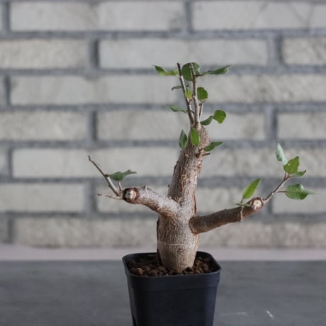 Bursera schlechtendali (2.5号)  no.830/51
