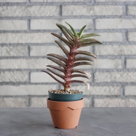 Gasteria rawlinsonii (3号) ＋YAMABACHI  no.830/11