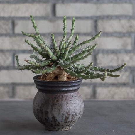 【The One】Euphorbia actinoclada × 中川智治 / ASHFIELD LABORATORY (3.5号)  no.823/7