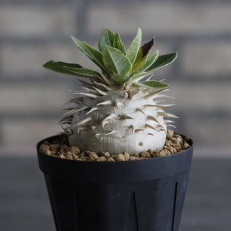 Pachypodium eburneum (3号鉢)  no.705/129