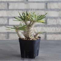 Pachypodium gracilius (3号鉢)  no.705/115