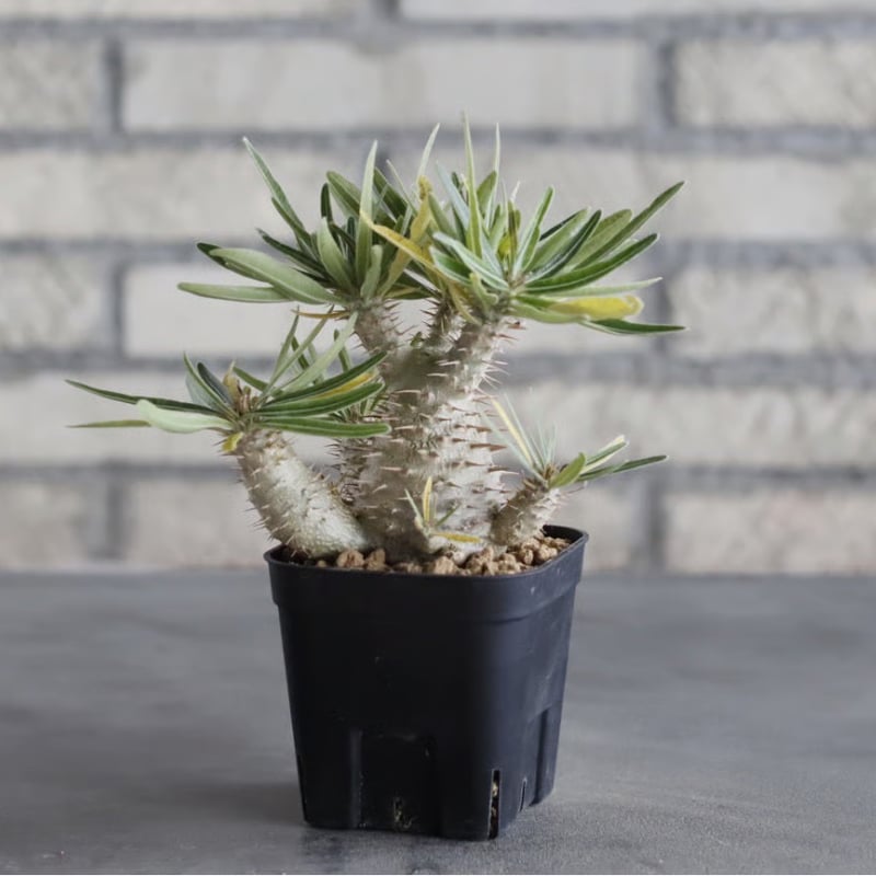 Pachypodium gracilius (3号鉢) no.705/115 | 芽の巣山