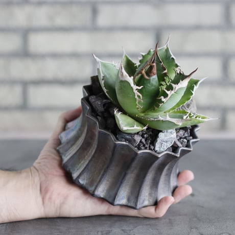 Agave titanota × soso (4号)  no.712/21