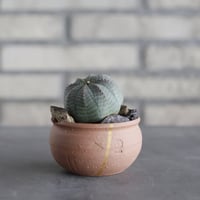 N/OH-TERRACOTTA MIX × Euphorbia obesa (3号)  no.730/1