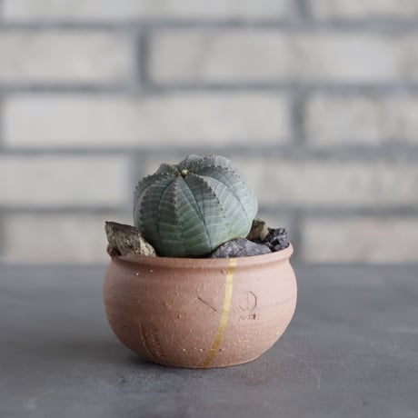 N/OH-TERRACOTTA MIX × Euphorbia obesa (3号)  no.730/1