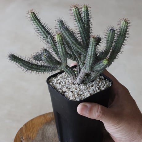 【tres】Euphorbia baioensis (3号)  no.816/35