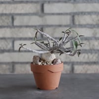 Euphorbia ambovombensis × YAMABACHI (3号)  no.906/28