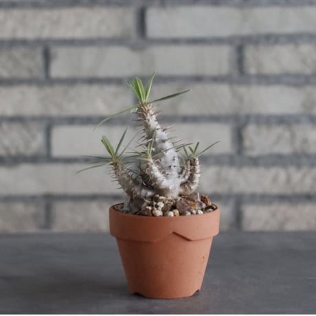 Pachypodium cactipes × YAMABACHI(3号)  no.906/34