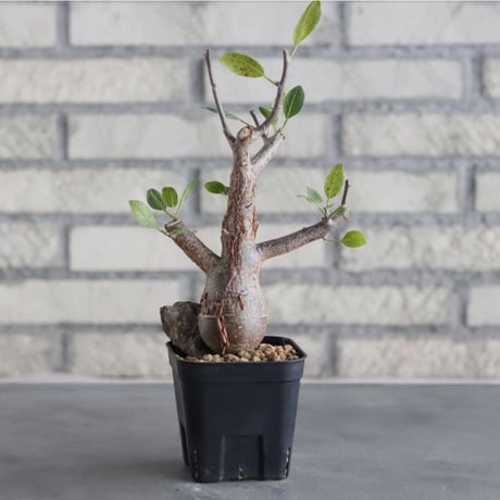 Bursera schlectendalii (3号鉢)  no.705/97