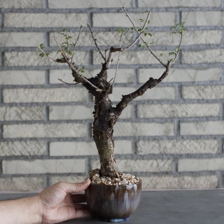 【芽の巣山】Commiphora boranensis × 安西岳郎 / 中川智治 (4号)  no.823/3