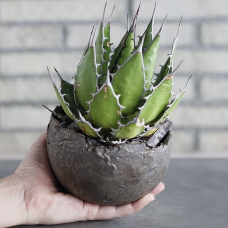 Agave horrida  × takero pot (4.5号)  no.712/22