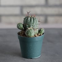 Euphorbia stellispina / 群星冠 (2.5号鉢)  no.719/166