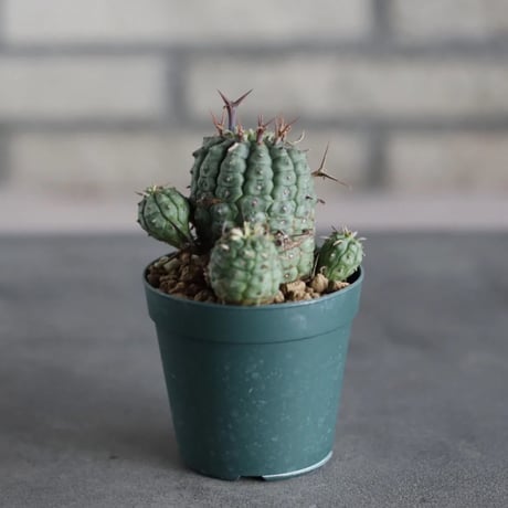 Euphorbia stellispina / 群星冠 (2.5号鉢)  no.719/166