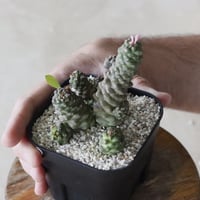【tres】Euphorbia ritchiei (3.5号)  no.816/34