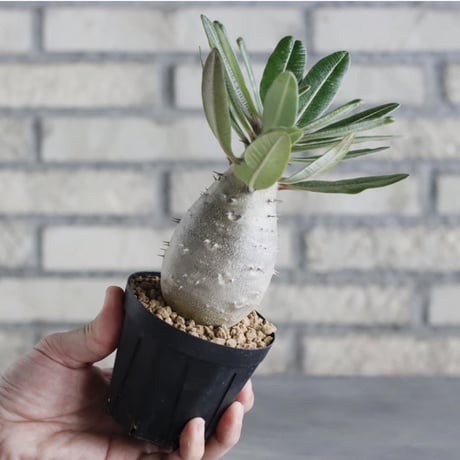 Pachypodium cactipes (3号鉢)  no.705/116