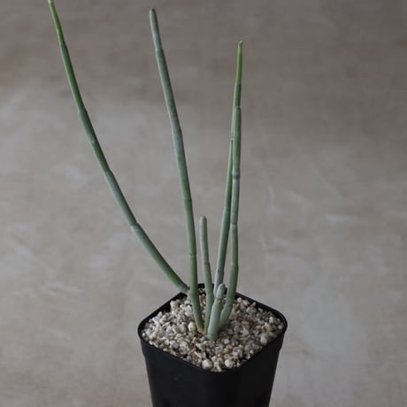 【tres】Cynanchum arabicum (3号)  no.816/49