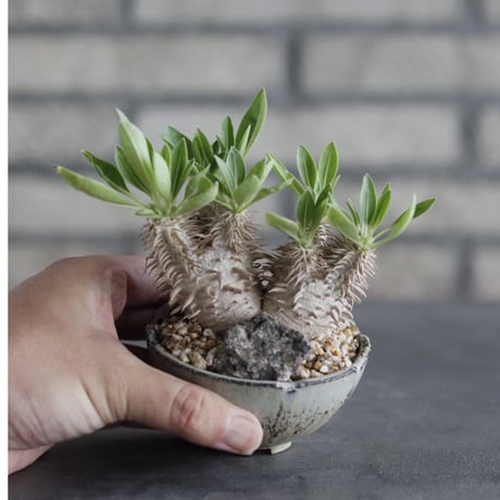 【The One】Pachypodium eburneum × 安西岳郎 / 中川智治 (3)  no.823/37