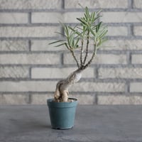 Pachypodium succulentum (2.5号) ＋YAMABACHI  no.830/8