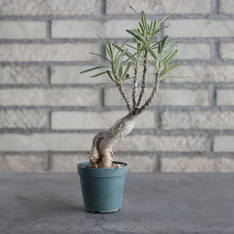 Pachypodium succulentum (2.5号) ＋YAMABACHI  no.830/8